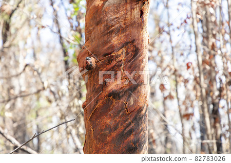 Photograph of trees burnt by bushfire in the Blue Mountains in Australia 82783026