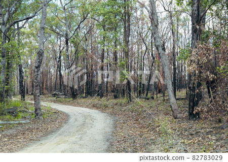 Photograph of trees burnt by bushfire in the Blue Mountains in Australia 82783029