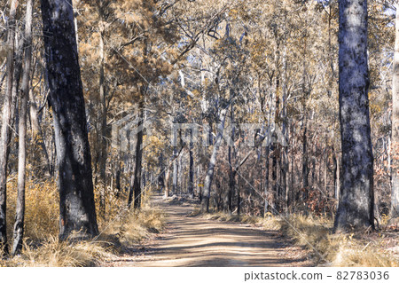 Photograph of trees burnt by bushfire in the Blue Mountains in Australia Photograph of trees burnt by bushfire in the Blue Mountains in Australia 82783036