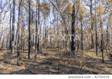Photograph of trees burnt by bushfire in the Blue Mountains in Australia 82783039
