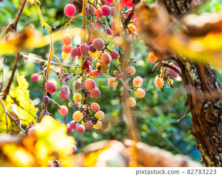ripe grapes lit by sunset sun closeup on old vines 82783223
