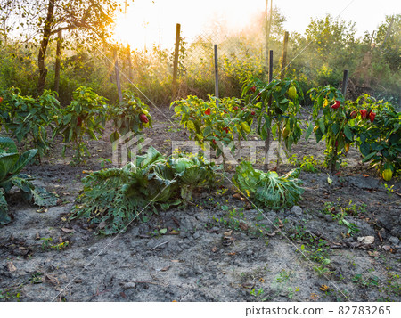 bell pepper bushes in garden in autumn twilight bell pepper bushes in garden in autumn twilight 82783265