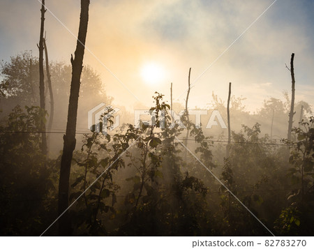 sun rays in smoke over raspberry plantation sun rays in smoke over raspberry plantation 82783270