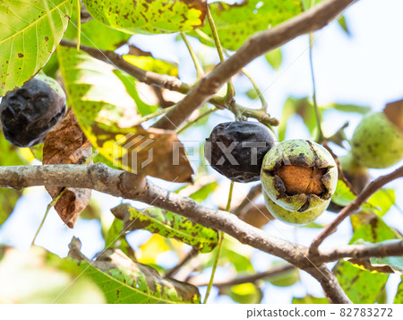 ripe Walnut inside green husk closeup on tree 82783272