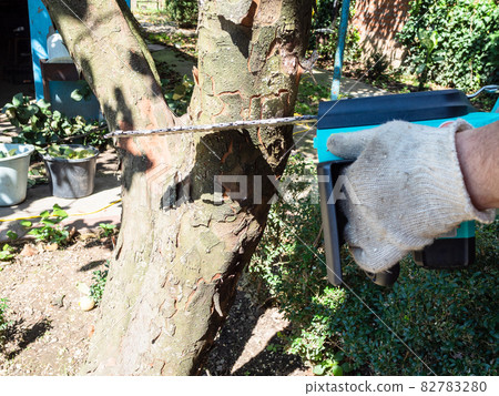 worker saws quince tree trunk with electric saw 82783280