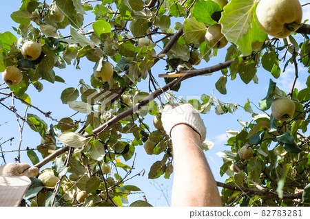 peasant saws a quince tree branch with a hand saw peasant saws a quince tree branch with a hand saw 82783281