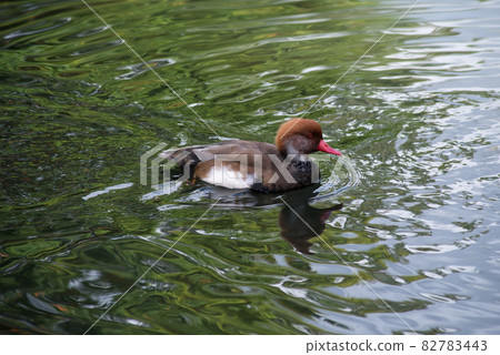 Portrait of netta duck swimming in the water in a public garden Portrait of netta duck swimming in the water in a public garden 82783443