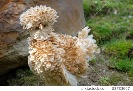 strange chicken on grass between rocks in the mountains strange chicken on grass between rocks in the mountains 82783607
