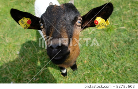 goat in the grass looking at the camera 82783608