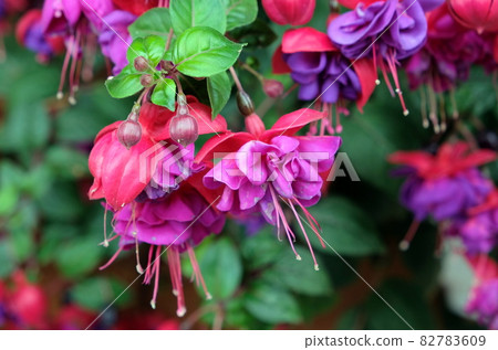 purple flower on green plant blossoming in summer 82783609