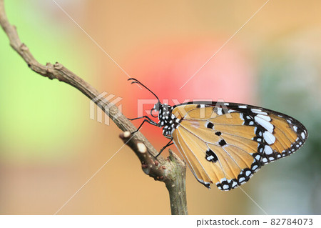 Common Tiger,Indian Monarch,Orange Tiger butterfly Common Tiger,Indian Monarch,Orange Tiger butterfly 82784073
