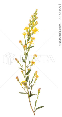 Branch of slimy inula - Dittrichia viscosa Branch of slimy inula - Dittrichia viscosa 82784091