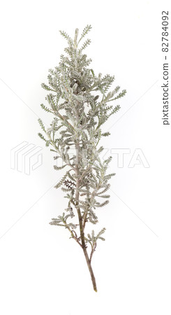Branch of Santolin or small cypress (Santolina chamaecyparissus) Branch of Santolin or small cypress (Santolina chamaecyparissus) 82784092