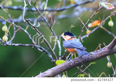 Autumn wild bird photography Autumn wild bird photography 82784327