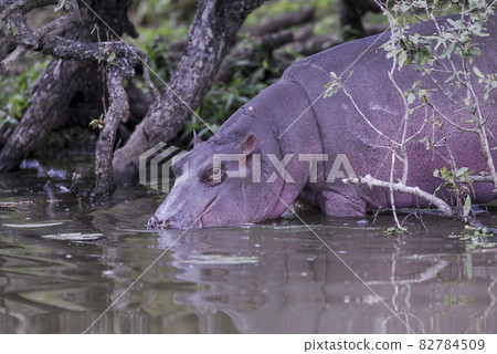 African Hippopotamus, South Africa, in forest environment African Hippopotamus, South Africa, in forest environment 82784509