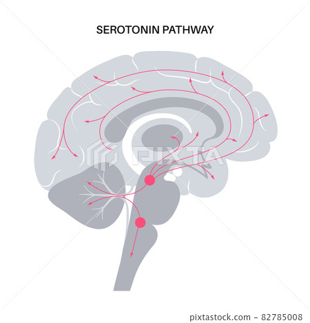Serotonin pathway in brain Serotonin pathway in brain 82785008