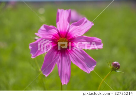 秋天的櫻桃樹 82785214