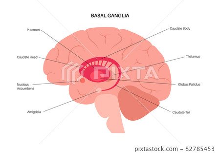 Basal ganglia anatomy 82785453