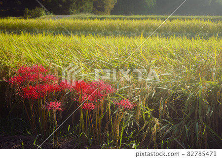 Cluster amaryllis blooming beside the paddy field 82785471