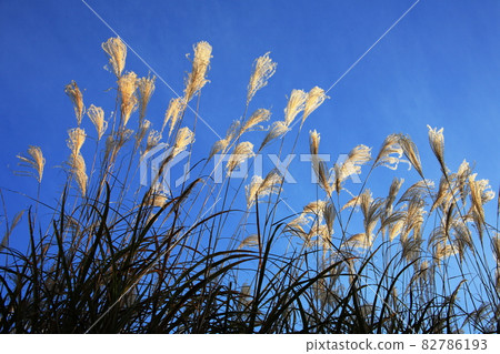 與藍天的日本蒲葦在背景中 82786193