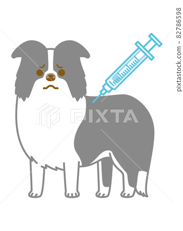 Border collie hitting an injection Border collie hitting an injection 82786598