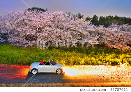 夜櫻花油菜花點亮了敞篷車(Copen)群馬縣 夜櫻花油菜花點亮了敞篷車(Copen)群馬縣 82787011