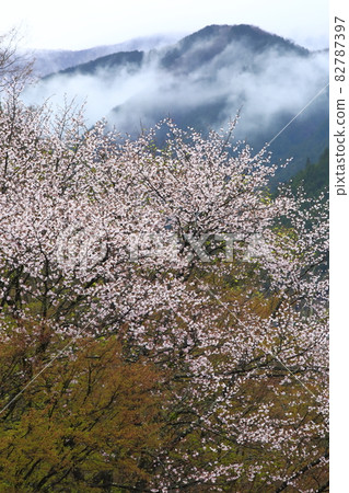 櫻花和晨霧 櫻花和晨霧 82787397