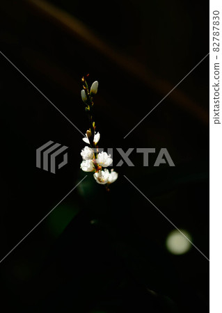 Shirahana Sakura Tate (Shirobana Sakurata) Shirahana Sakura Tate (Shirobana Sakurata) 82787830