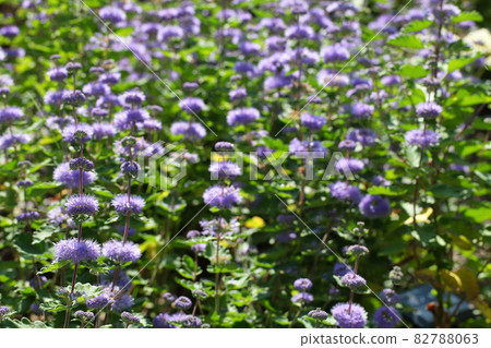 Dangiku flower field Dangiku flower field 82788063