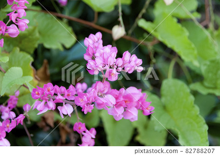 Nito Beppura Nito Beppura 82788207