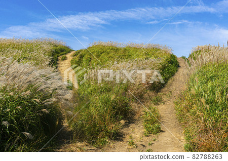 Bifurcated road 82788263