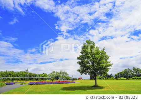 樹木和藍天公園 82788328