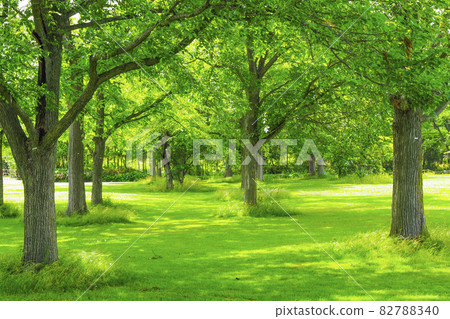 Trees in the forest 82788340