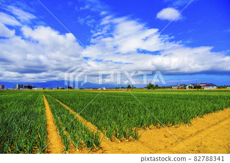 Field in Hokkaido 82788341