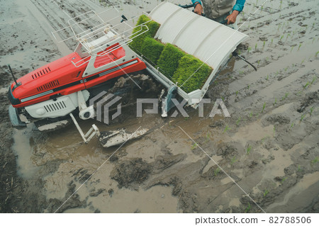 水稻種植 82788506