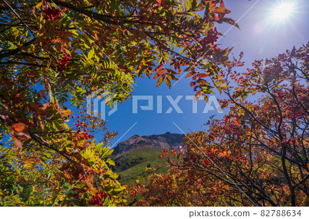 (Tochigi Prefecture) Mt. Nasu, autumn leaves near Mt. 82788634