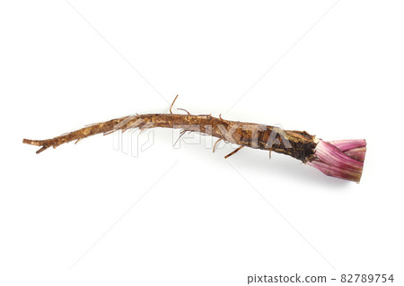 Burdock root isolated on white Burdock root isolated on white 82789754