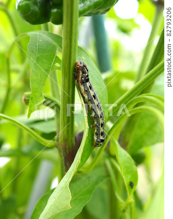 Spodoptera frugiperda that eats green peppers 82793206