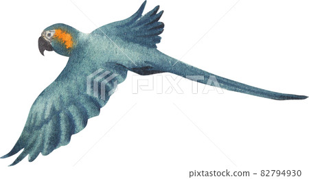Cute parrot watercolor 82794930