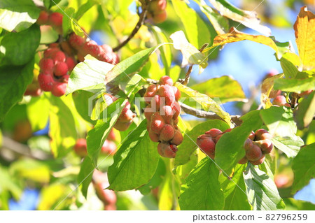 Colored magnolia kobus fruit 82796259