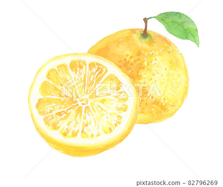 Illustration of grapefruit drawn in watercolor Illustration of grapefruit drawn in watercolor 82796269