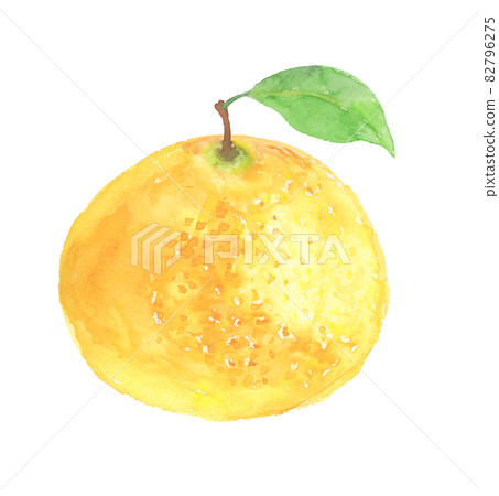 Illustration of grapefruit drawn in watercolor 82796275