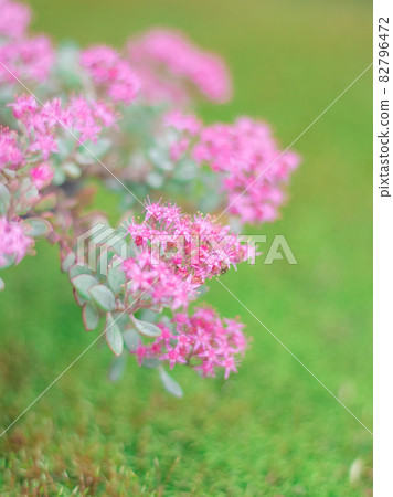 Hidaka Misebaya 82796472