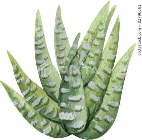 Cacti watercolor Cacti watercolor 82796661
