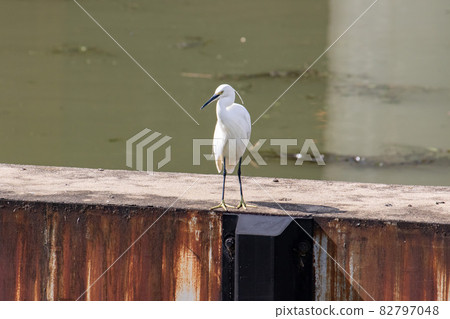 The front of the Little Egret standing in the middle of the river The front of the Little Egret standing in the middle of the river 82797048