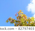 Blue autumn leaves and samara 82797403
