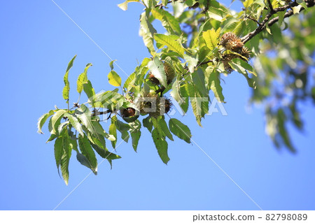 Kunugi fruit acorn 82798089