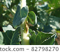 Pupa of Monstira butterfly 82798270