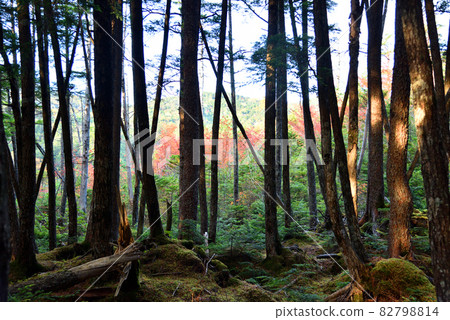 秋葉盛開的八岳白駒池 82798814