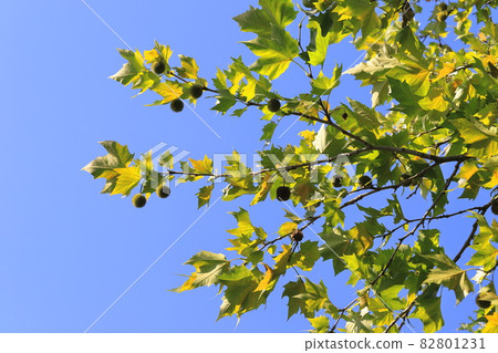 Suzukake tree and fruit Suzukake tree and fruit 82801231